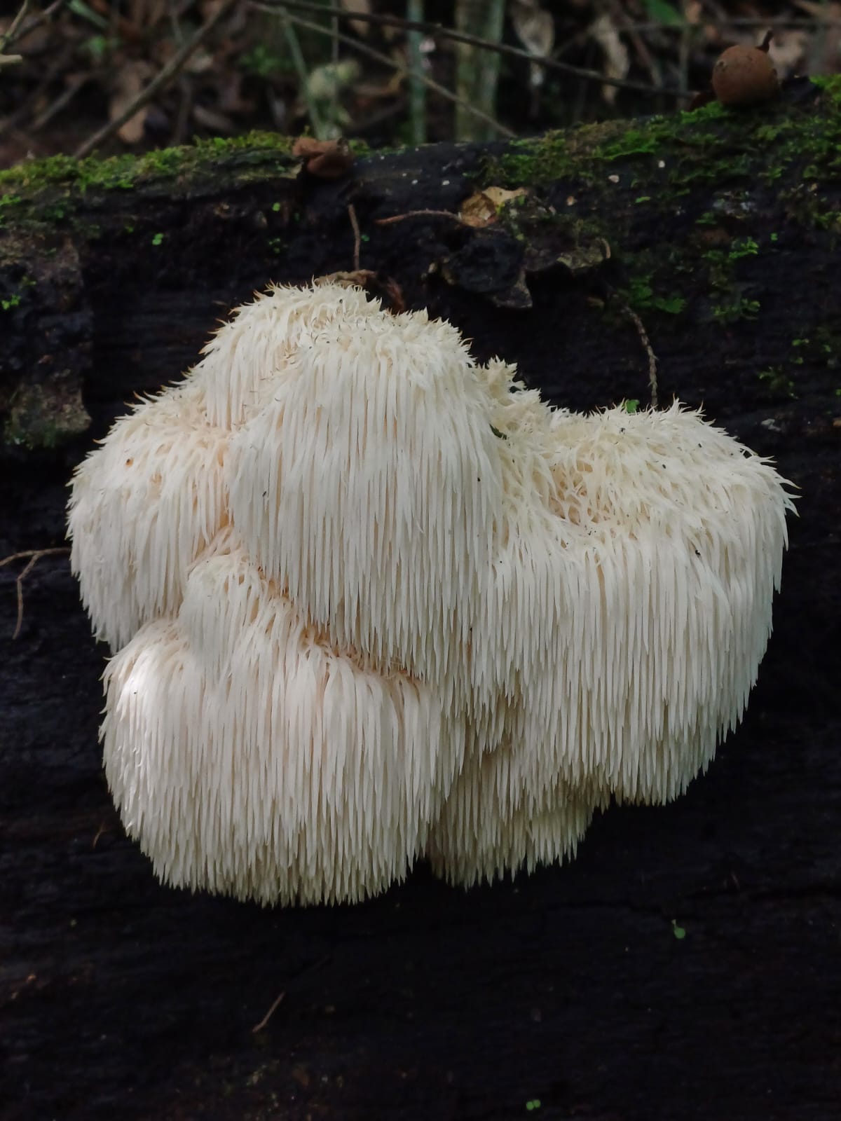 Melena de leon en miel