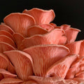Seta Fresca Rosa