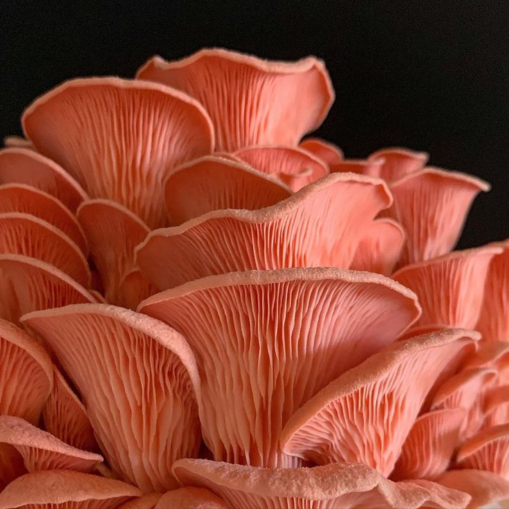 Fresh Pink Mushroom