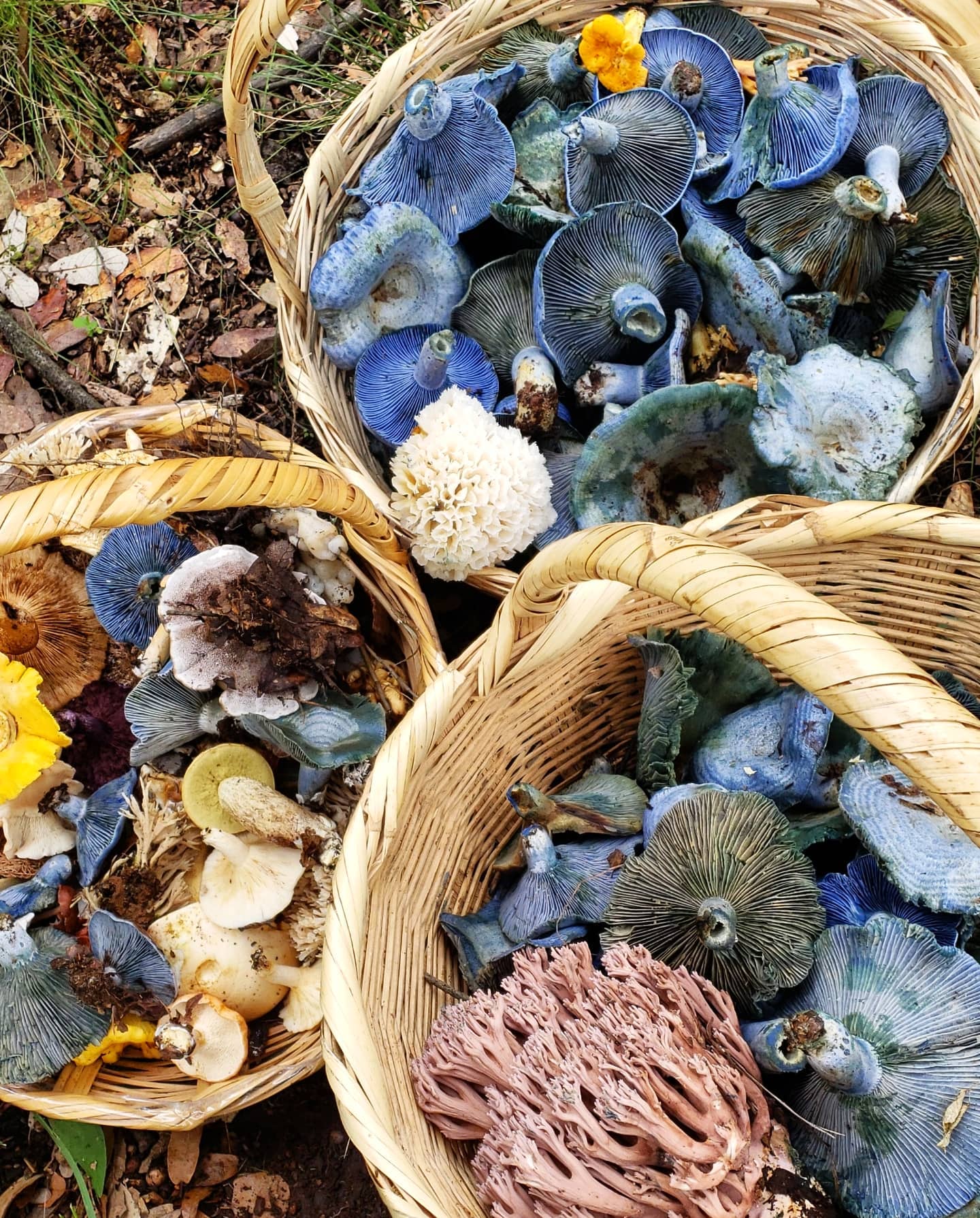 Mushrooms in Juanacatlán, Jalisco 🍄 Fungi Hiking