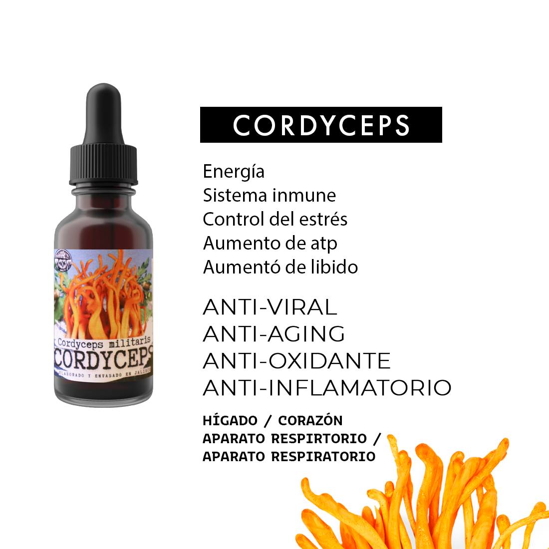 cordyceps-extractos-gotas-tintura-capsulas-medicina-hongos
