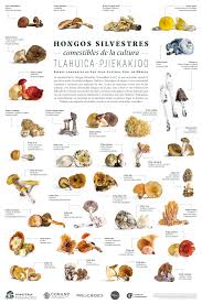 Poster Hongos comestibles silvestres de la cultura Tlahuica Pjiekakjoo