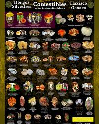 Poster Hongos Comestibles de la Mixteca de Oaxaca