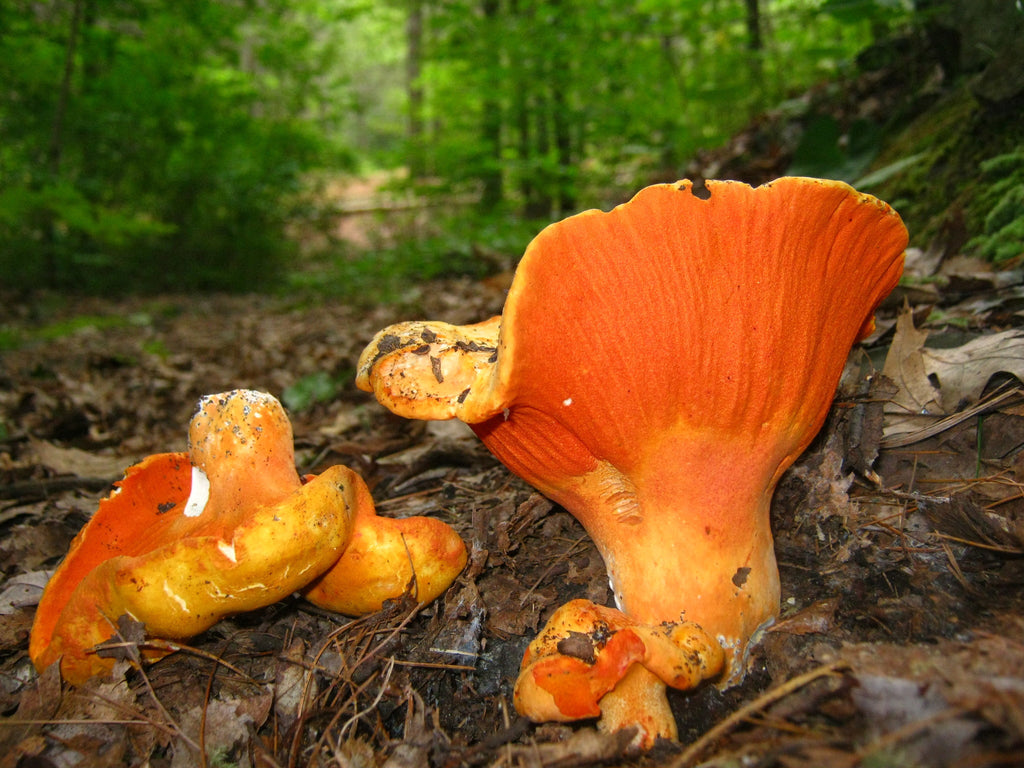 Hongos Deshidratados Oreja de Puerco (Hypomyces lactifluorum)