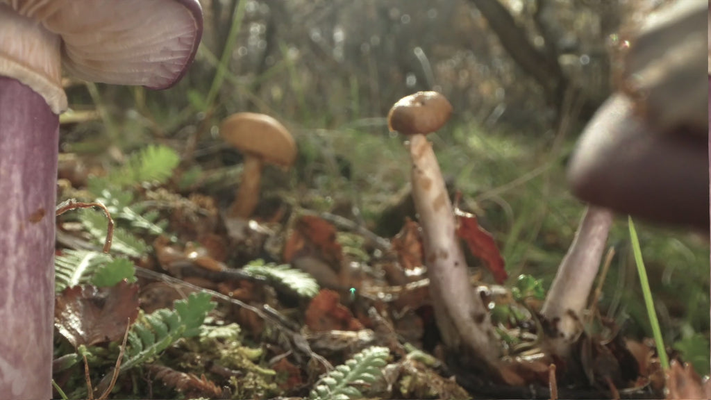 FUNGI FILM FESTIVAL IN MEXICO 🍄