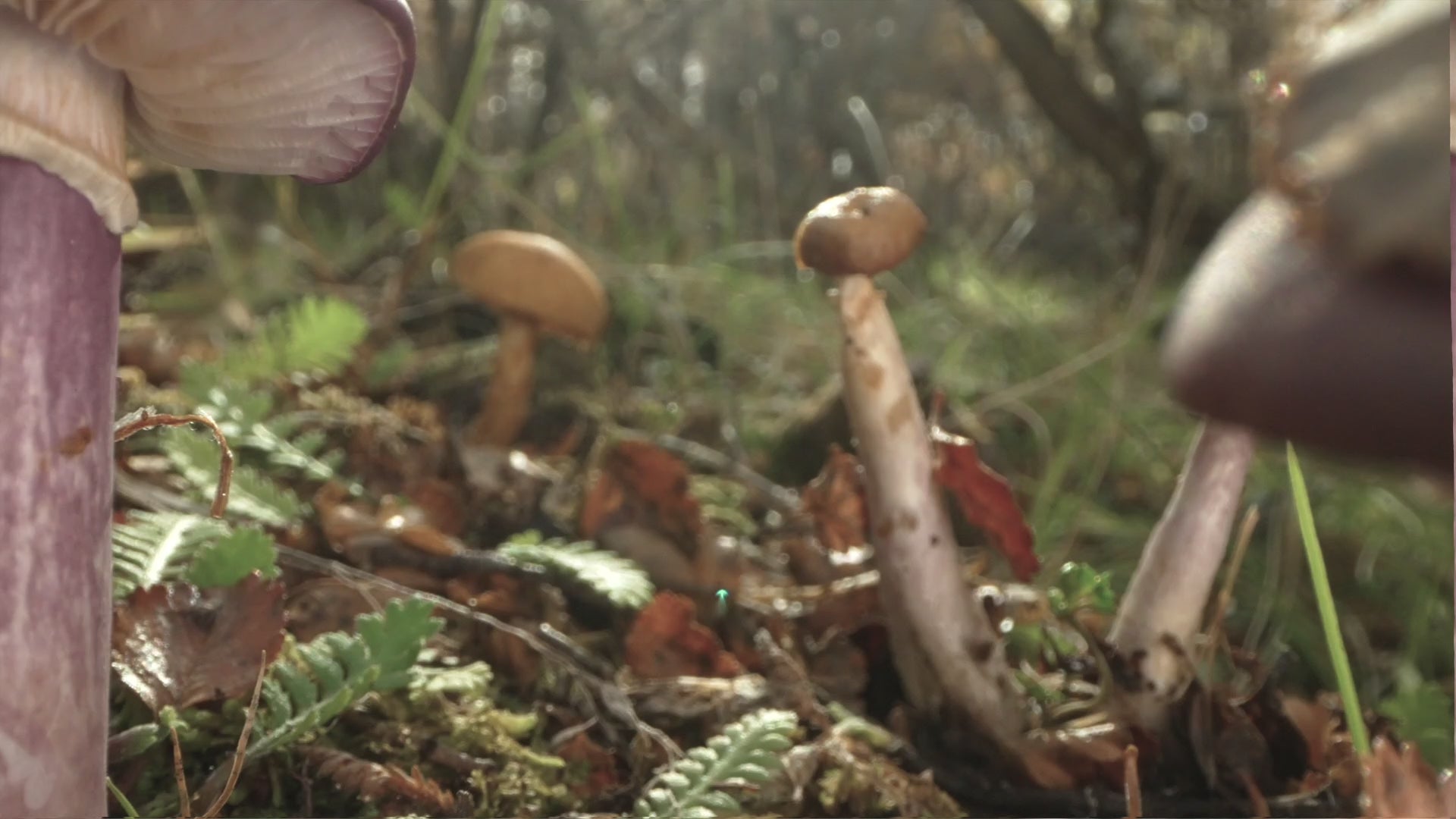 FUNGI FILM FESTIVAL IN MEXICO 🍄