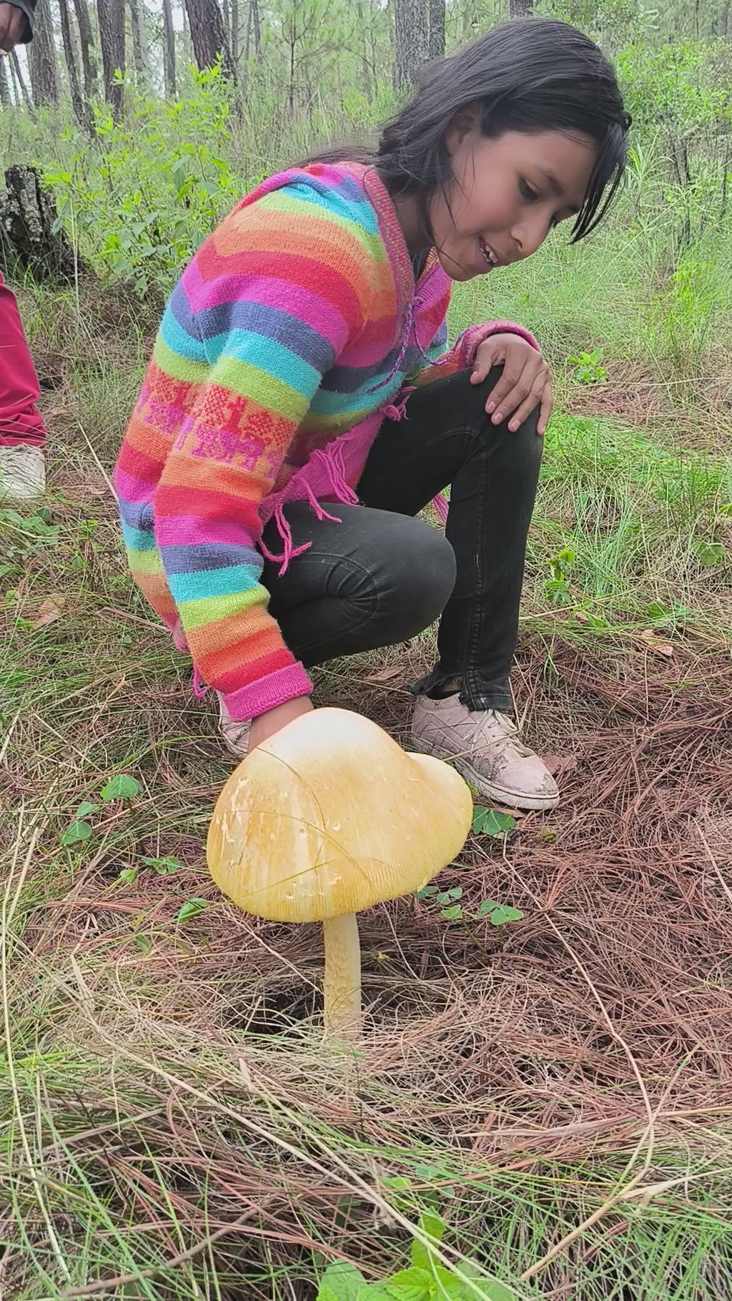Mushrooms in Juanacatlán, Jalisco 🍄 Fungi Hiking