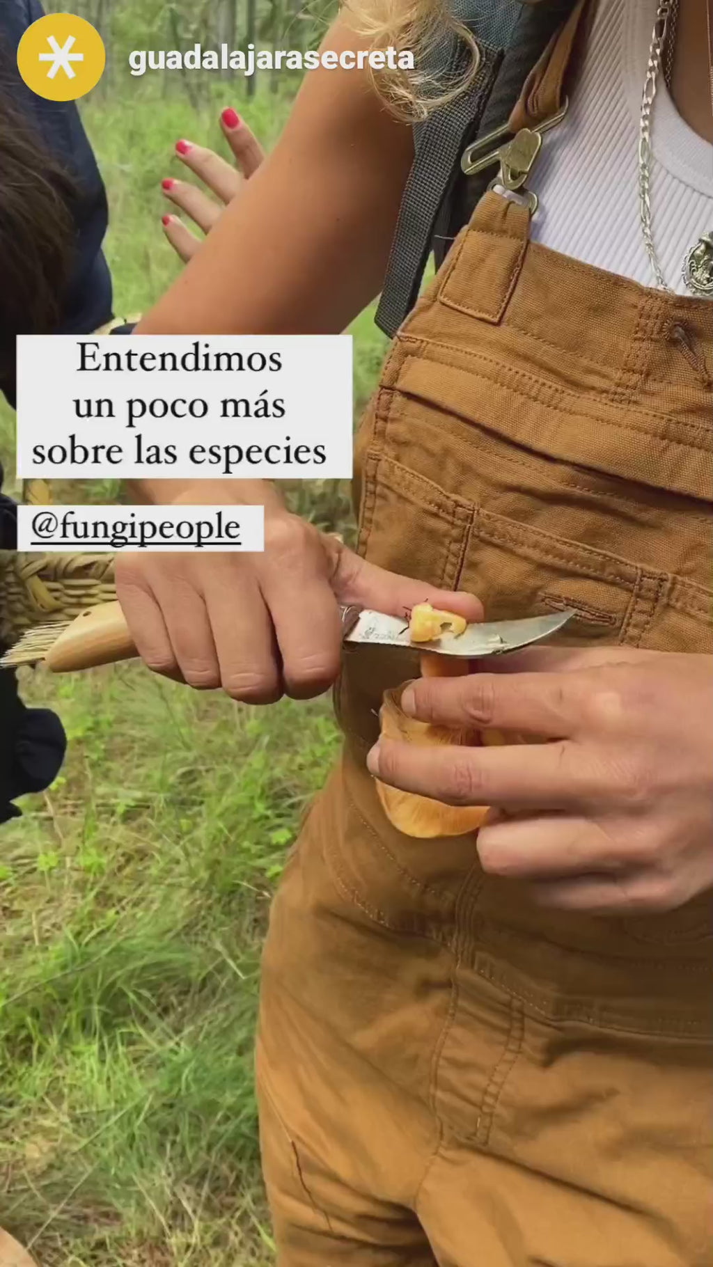 Mushrooms in Juanacatlán, Jalisco 🍄 Fungi Hiking