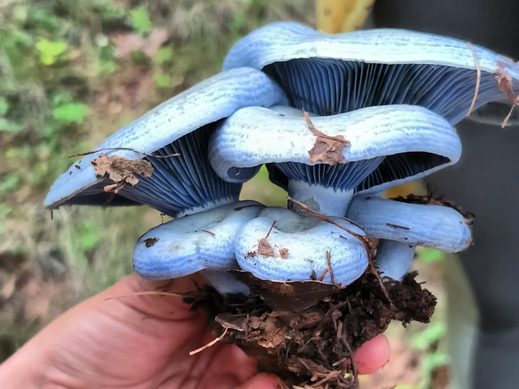 Mushrooms in Juanacatlán, Jalisco 🍄 Fungi Hiking