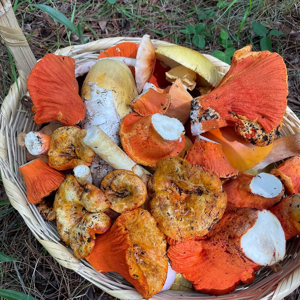 Mushrooms in Juanacatlán, Jalisco 🍄 Fungi Hiking