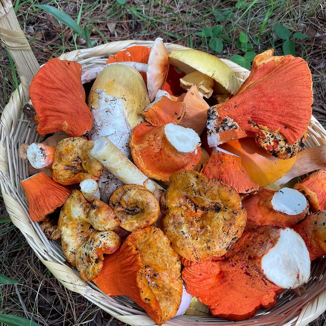 Mushrooms in Juanacatlán, Jalisco 🍄 Fungi Hiking