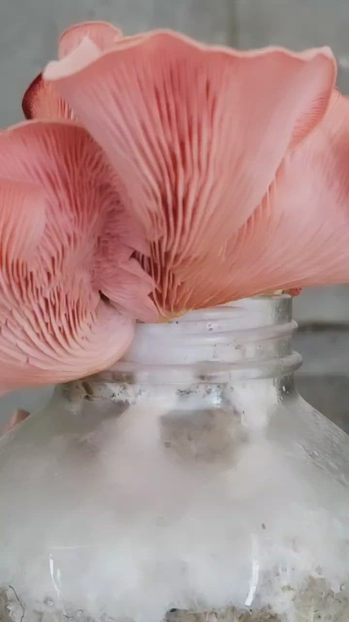 TALLER DE CULTIVO PRINCIPIANTES en linea