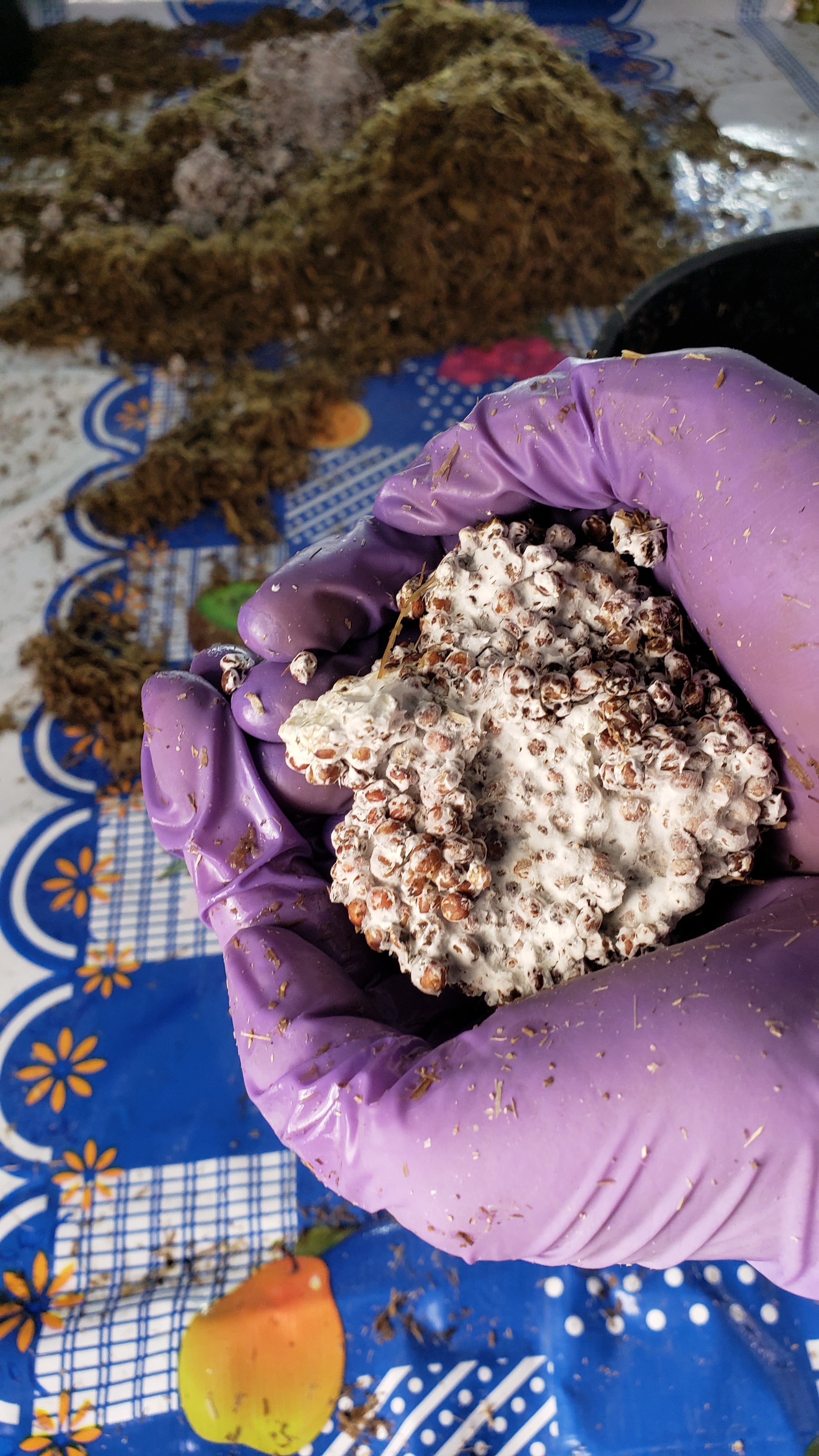 TALLER DE CULTIVO PRINCIPIANTES en linea