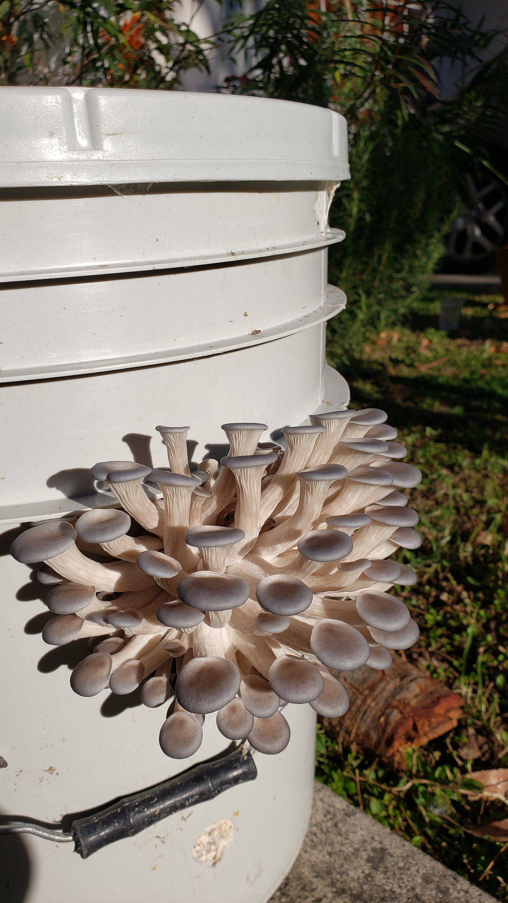 TALLER DE CULTIVO PRINCIPIANTES en linea