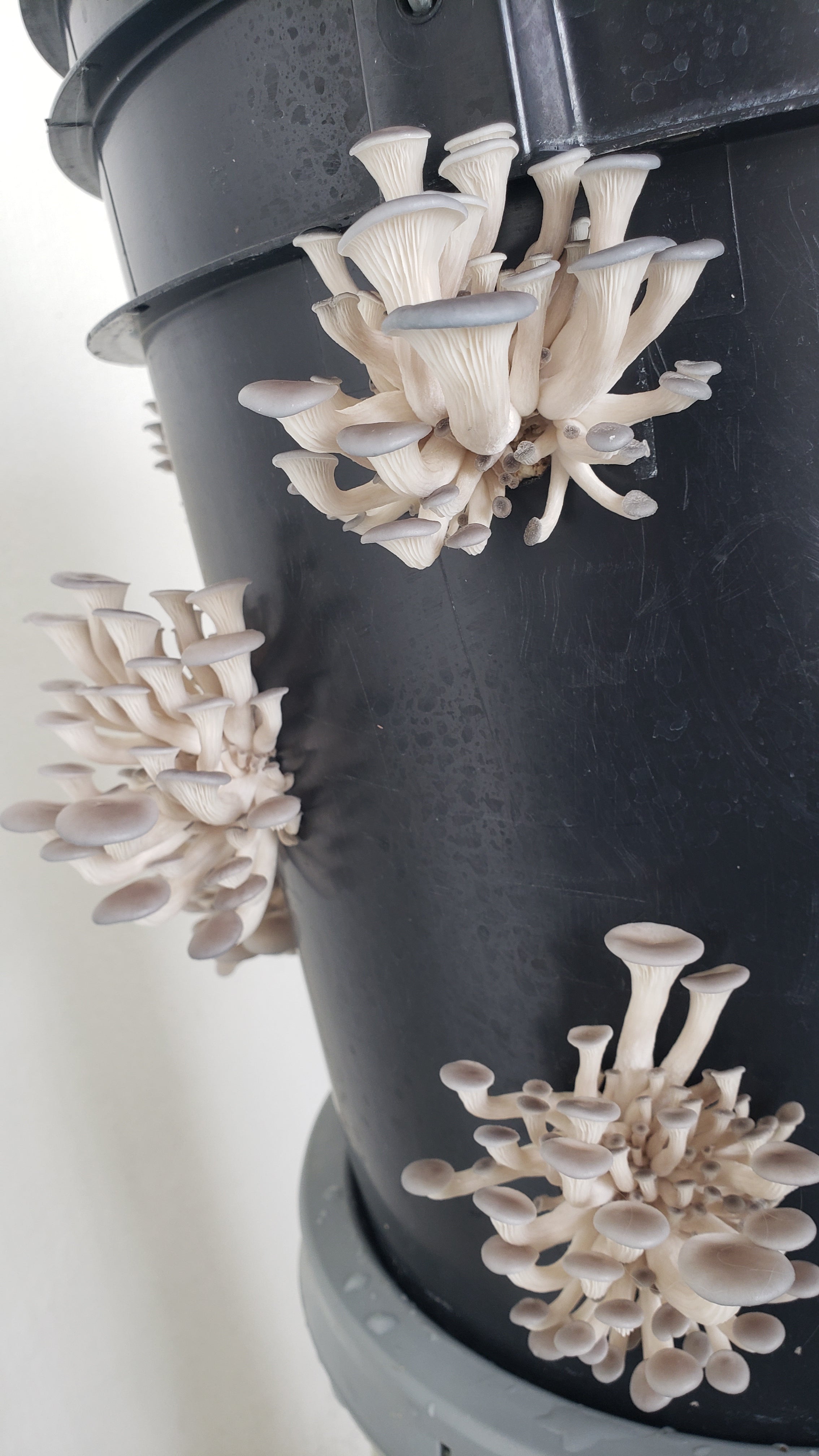 ZEROWASTE BUCKET CULTIVATION OF EDIBLE MUSHROOMS (Fungicubeta) 