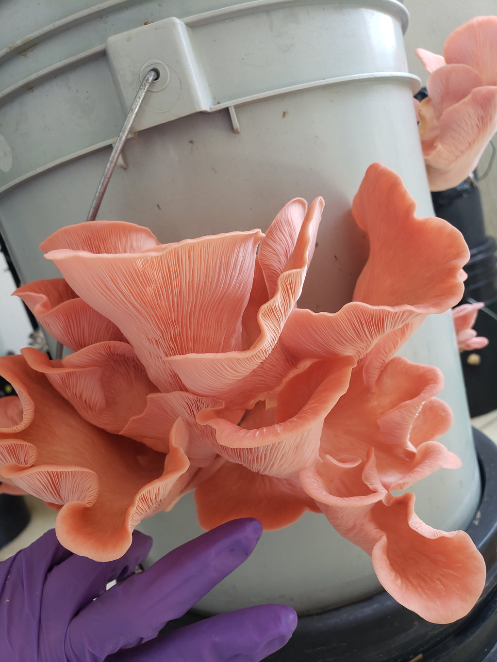 TALLER DE CULTIVO PRINCIPIANTES en linea