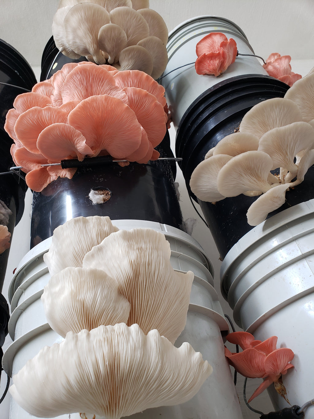 ZEROWASTE BUCKET CULTIVATION OF EDIBLE MUSHROOMS (Fungicubeta) 