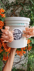 ZEROWASTE BUCKET CULTIVATION OF EDIBLE MUSHROOMS (Fungicubeta) 