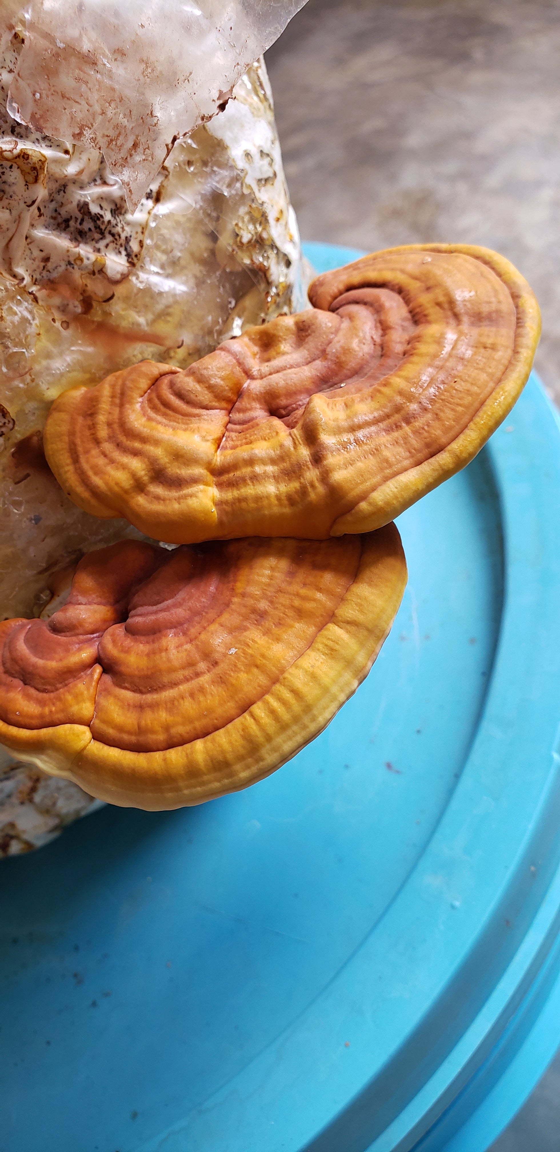 CULTIVO GANODERMA