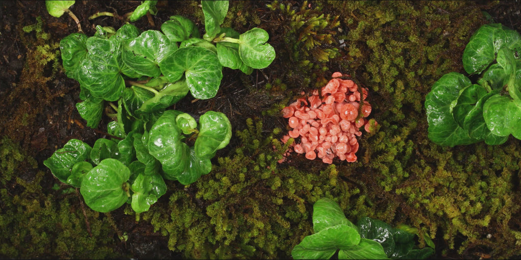 ZEROWASTE BUCKET CULTIVATION OF EDIBLE MUSHROOMS (Fungicubeta) 