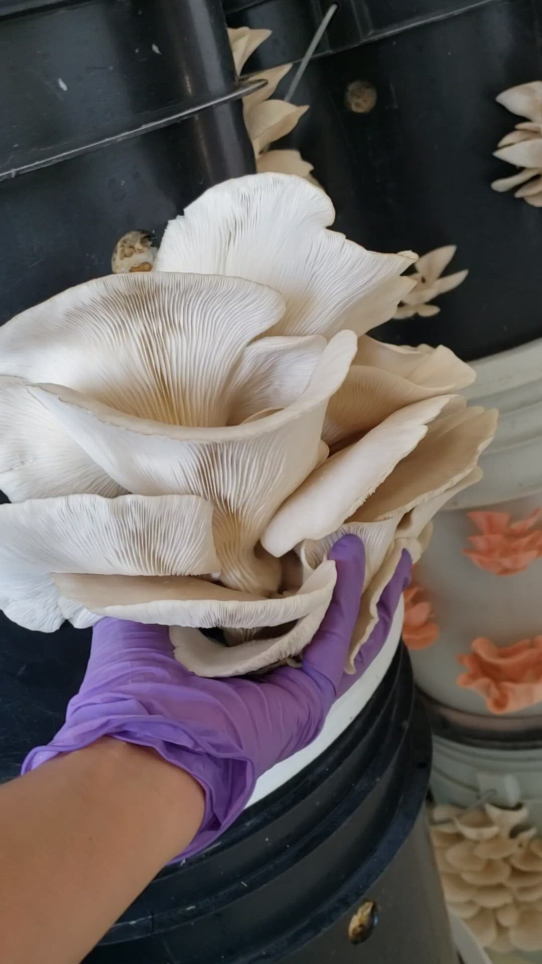 ZEROWASTE BUCKET CULTIVATION OF EDIBLE MUSHROOMS (Fungicubeta) 