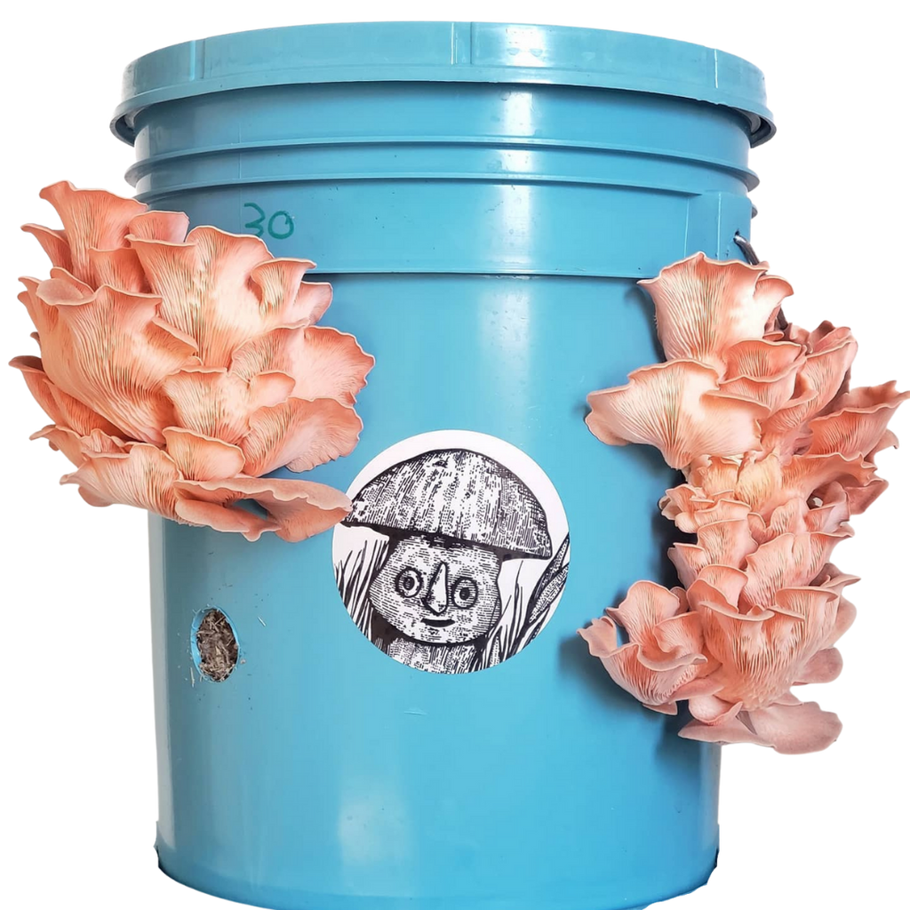 ZEROWASTE BUCKET CULTIVATION OF EDIBLE MUSHROOMS (Fungicubeta) 