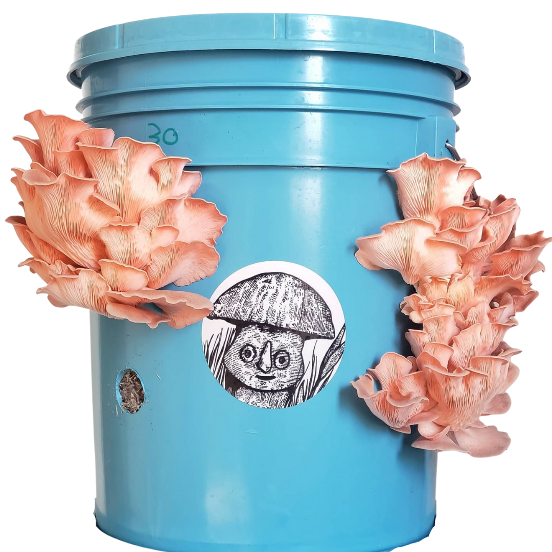 ZEROWASTE BUCKET CULTIVATION OF EDIBLE MUSHROOMS (Fungicubeta) 