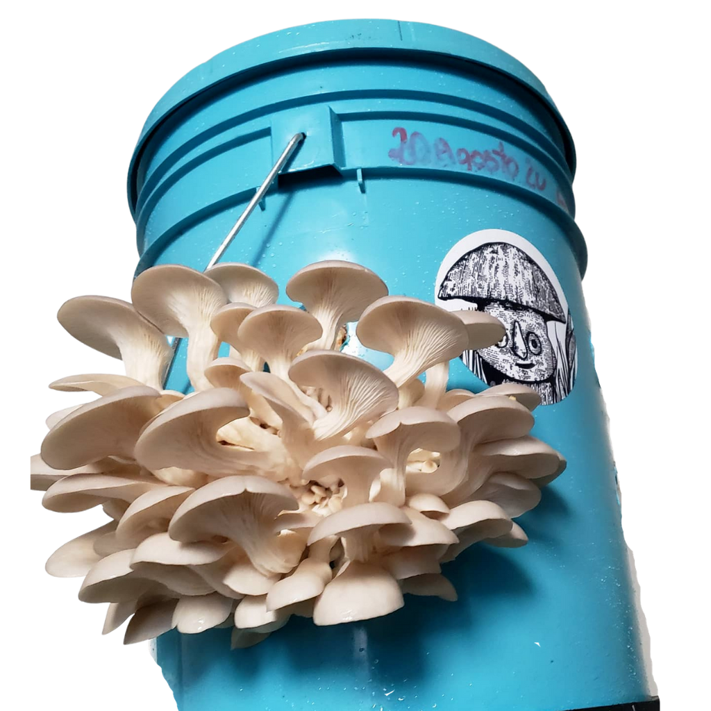 ZEROWASTE BUCKET CULTIVATION OF EDIBLE MUSHROOMS (Fungicubeta) 