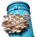 ZEROWASTE BUCKET CULTIVATION OF EDIBLE MUSHROOMS (Fungicubeta) 