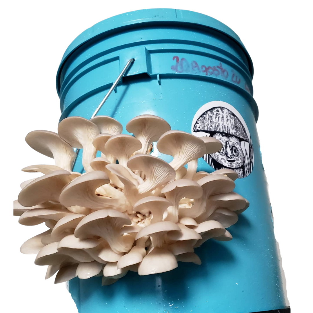 ZEROWASTE BUCKET CULTIVATION OF EDIBLE MUSHROOMS (Fungicubeta) 