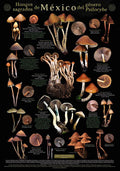 POSTER SACRED MUSHROOMS OF MEXICO