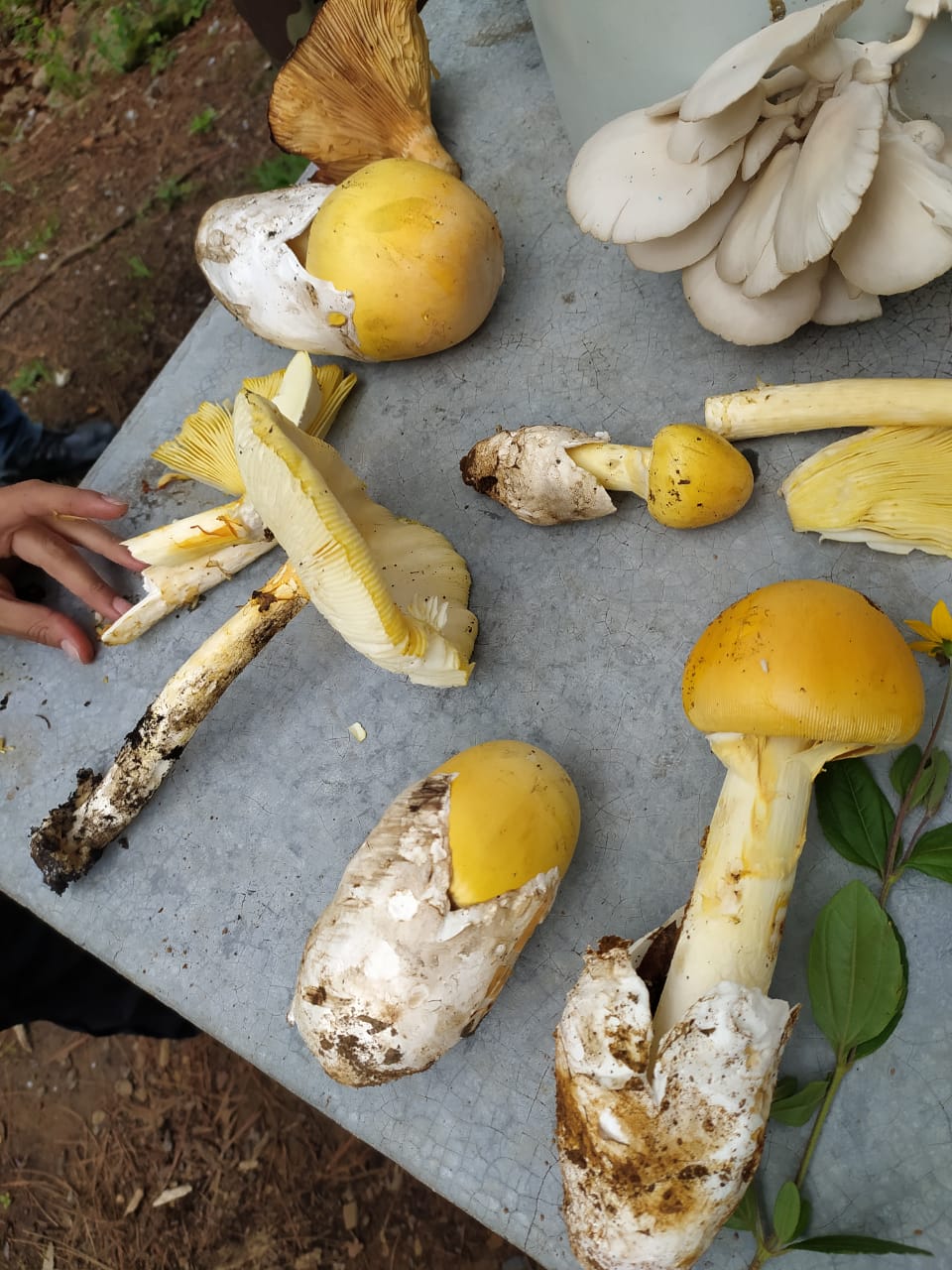 HONGOS EN JUANACATLÁN