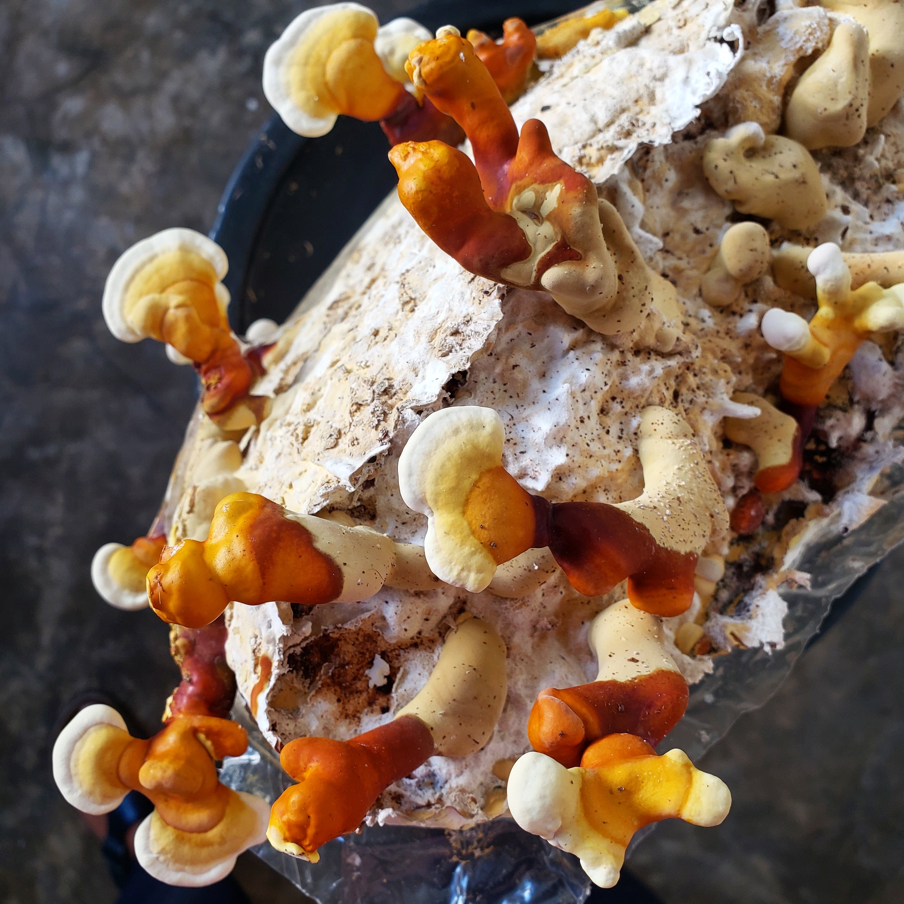 CULTIVO GANODERMA