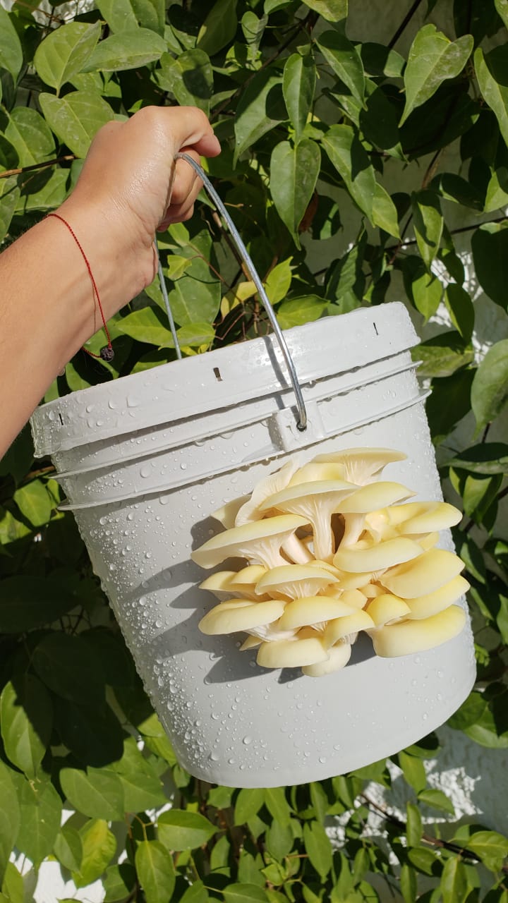 ZEROWASTE BUCKET CULTIVATION OF EDIBLE MUSHROOMS (Fungicubeta) 